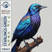 New Musik Radar - Starlings Green Page Image