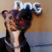New Musik Radar - Dog Page Image
