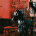 New Musik Radar - MUTT Page Image