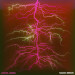 New Musik Radar - Forest Of Love Page Image