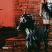 New Musik Radar - MUTT Page Image