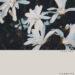 New Musik Radar - Lostinit Page Image