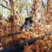 New Musik Radar - A Doll Fulla Pins Page Image