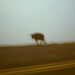 New Musik Radar - Ambrosia Page Image