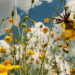 New Musik Radar - Summer Page Image